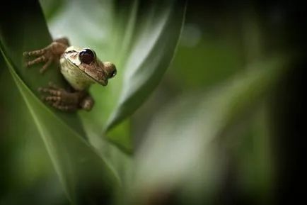 Frog, mint egy férfi Frog, mint egy férfi