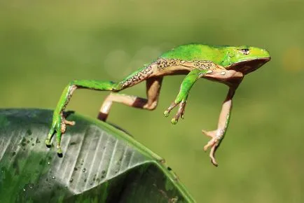 Frog, mint egy férfi Frog, mint egy férfi