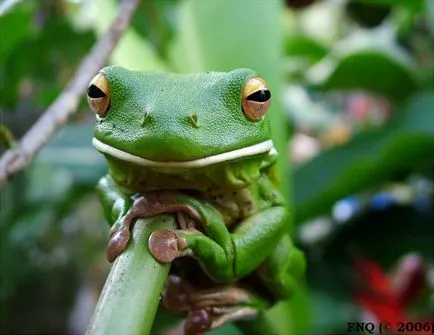 Frog, mint egy férfi Frog, mint egy férfi