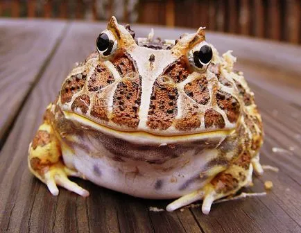 Frog, mint egy férfi Frog, mint egy férfi