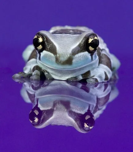 Frog, mint egy férfi Frog, mint egy férfi
