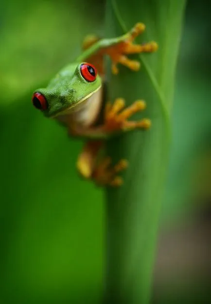 Frog, mint egy férfi Frog, mint egy férfi