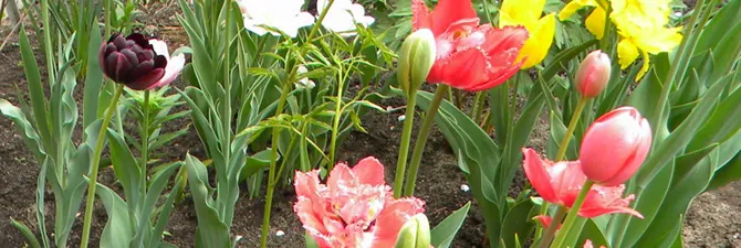 Hogyan növény tulipánok tavasszal