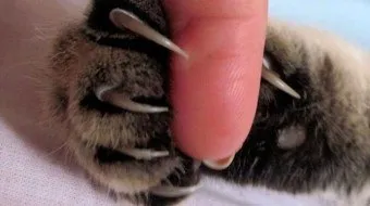 Ctrich körmök cat
