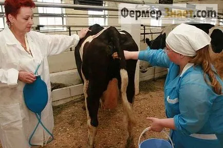 Ahogy inszeminált tehén Ahogy inszeminált tehén