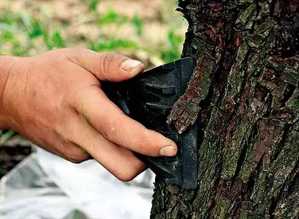 Hogyan tisztítsa meg a kéreg Hogyan tisztítsa meg a kéreg