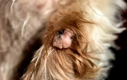 papilloma dermatitis