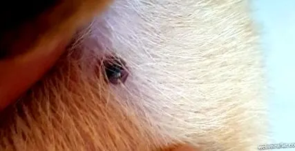 yorkshire-kúra dermatitis