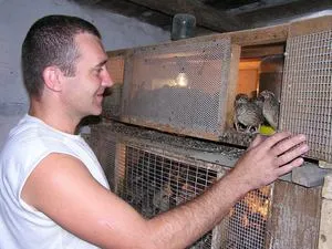 Fürj egy házi őrizet
