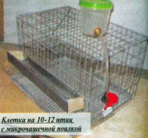 Fürj egy házi őrizet