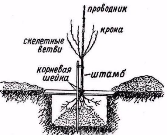 körte virágok