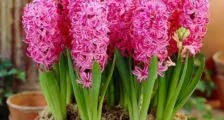 Hogyan növény tulipán tavasszal Hogyan növény tulipán tavasszal