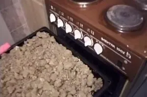 Hogyan növény porcsin Hogyan növény porcsin