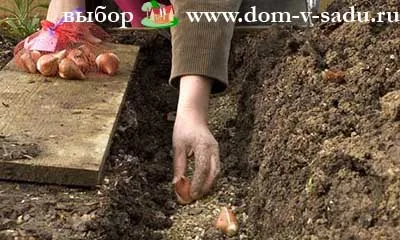 Hogyan növény tulipán tavasszal Hogyan növény tulipán tavasszal