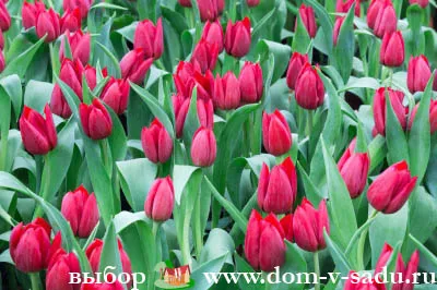 Hogyan növény tulipán tavasszal Hogyan növény tulipán tavasszal