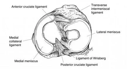 Mi ropogó térde