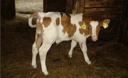 Borjú hasmenés