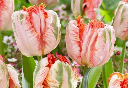 Hogyan növény tulipán tavasszal Hogyan növény tulipán tavasszal