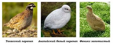 Fürj egy házi őrizet Fürj egy házi őrizet