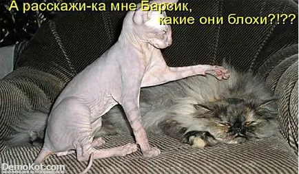 Cikkek macskák