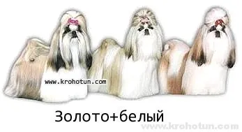 kutyafajta shih tzu
