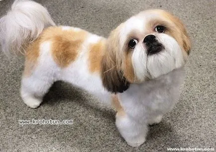 kutyafajta shih tzu