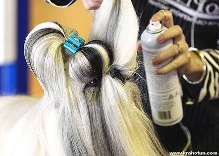 kutyafajta shih tzu