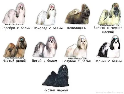 kutyafajta shih tzu