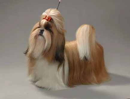 kutyafajta shih tzu