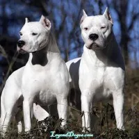 molosszus Dogs