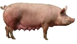 Mi készül sertések
