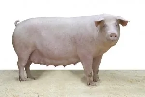 Mi készül sertések