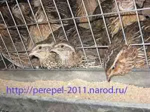 Fürj egy házi őrizet Fürj egy házi őrizet