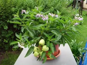 Solanum ápolási otthon Solanum ápolási otthon