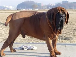 molosszus Dogs