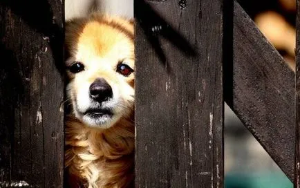 Mi a teendő, ha a kölyök whines Mi a teendő, ha a kölyök whines