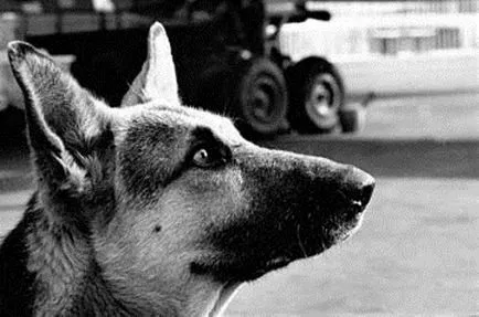 Körülbelül egy kutya, aki várt Körülbelül egy kutya, aki várt
