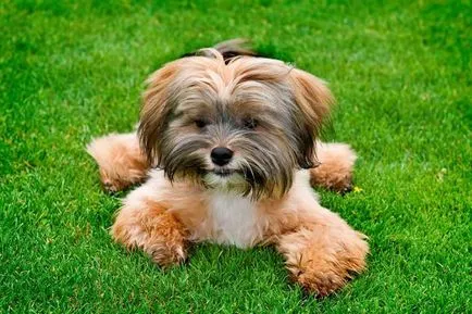 kutyafajta shih tzu