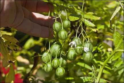 Solanum ápolási otthon Solanum ápolási otthon