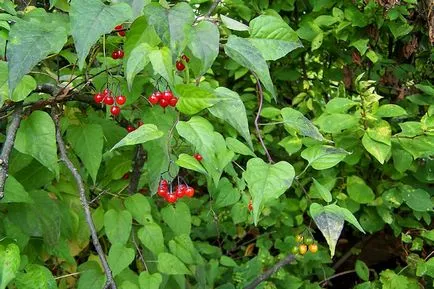 Solanum ápolási otthon Solanum ápolási otthon