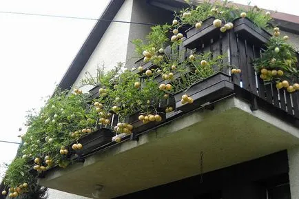 Solanum ápolási otthon Solanum ápolási otthon