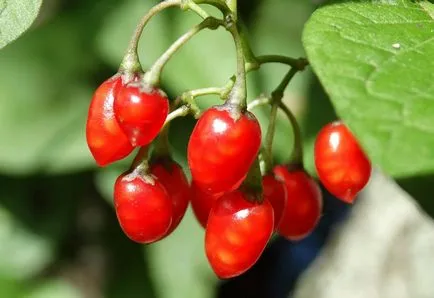 Solanum ápolási otthon Solanum ápolási otthon