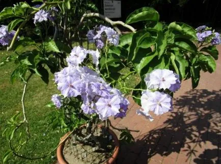 Solanum ápolási otthon Solanum ápolási otthon