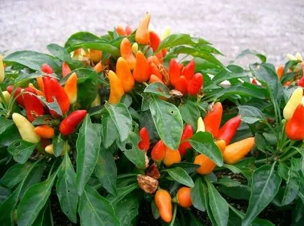 Solanum ápolási otthon Solanum ápolási otthon