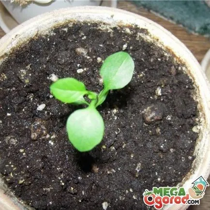 Solanum ápolási otthon Solanum ápolási otthon