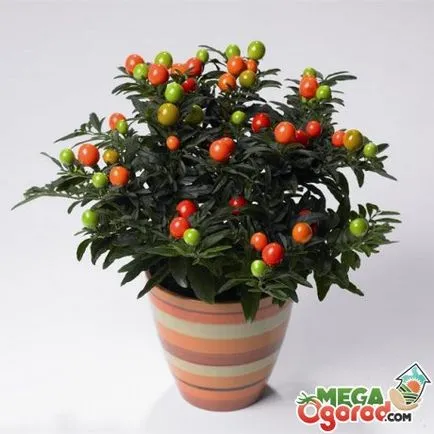 Solanum ápolási otthon Solanum ápolási otthon