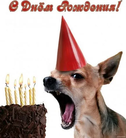 Képeslap Boldog születésnapot kutyák