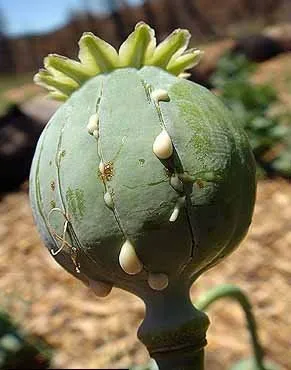 Mi a drog Mi a drog