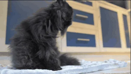 A macska, hogy két lábon