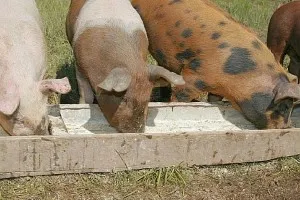 Mi készül sertések Mi készül sertések